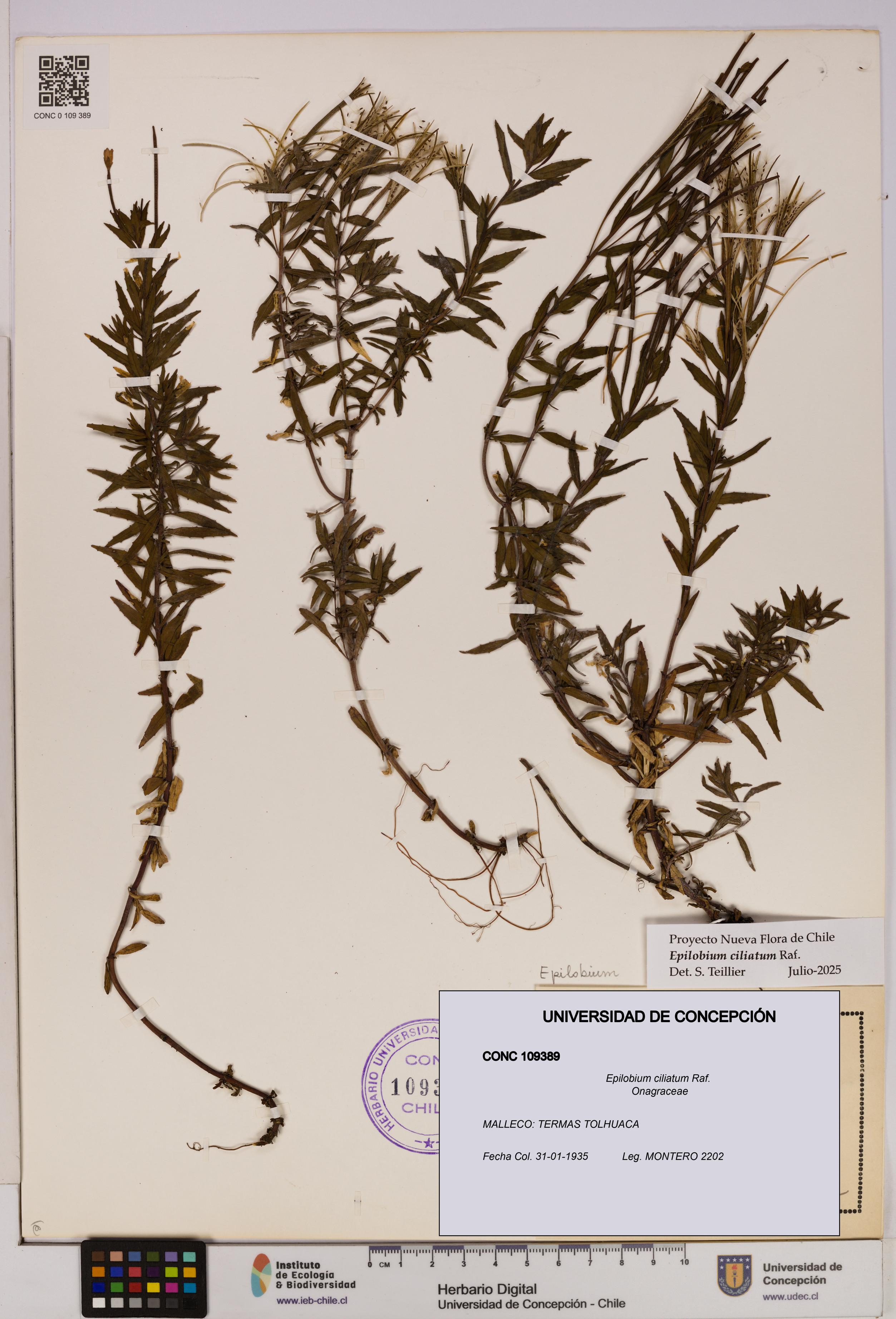 Epilobium ciliatum [Espécimen: UDEC:CONC:0109389]