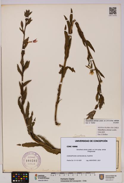 Oenothera stricta subsp. stricta [Espécimen: UDEC:CONC:0109392]