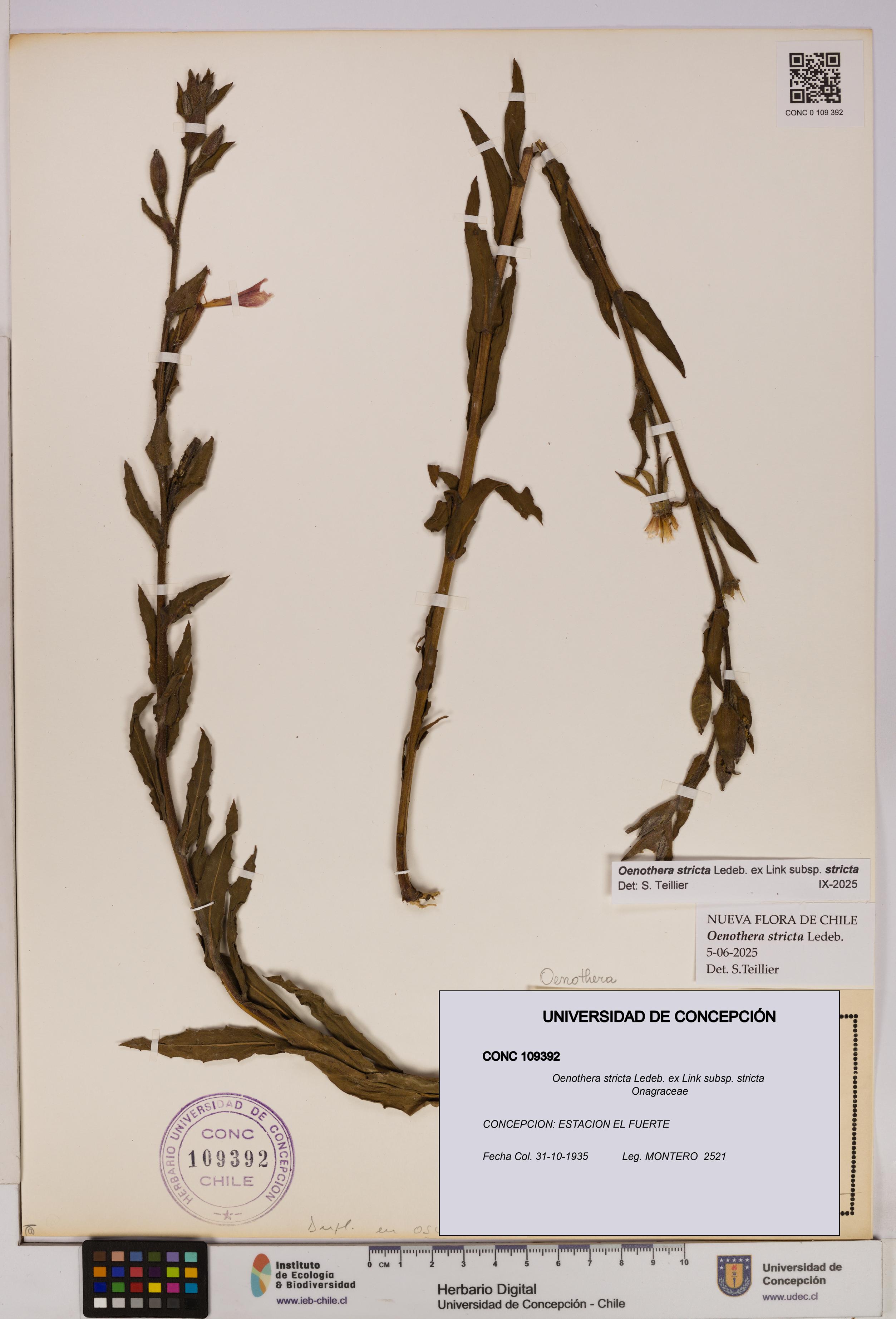 Oenothera stricta subsp. stricta [Espécimen: UDEC:CONC:0109392]