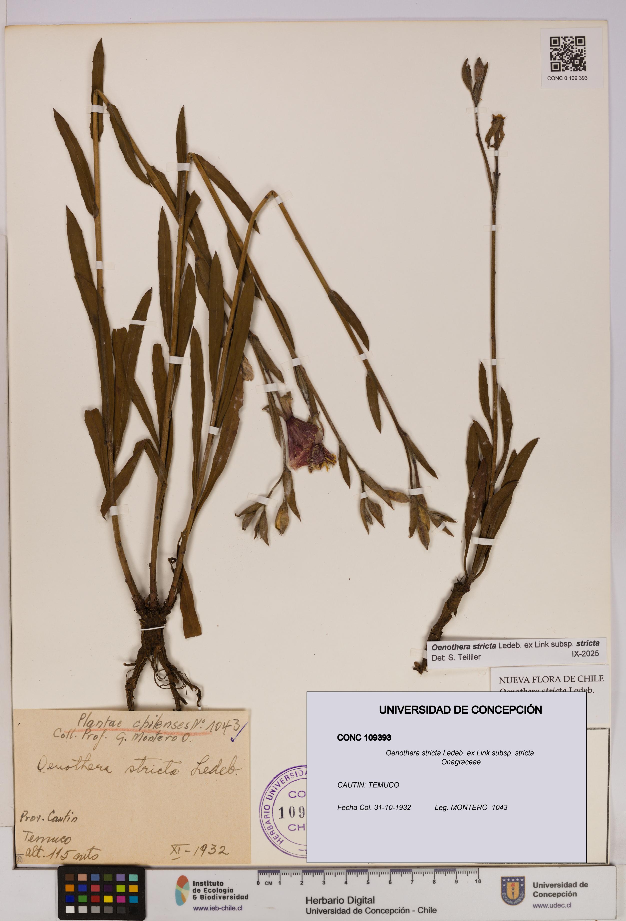 Oenothera stricta subsp. stricta [Espécimen: UDEC:CONC:0109393]