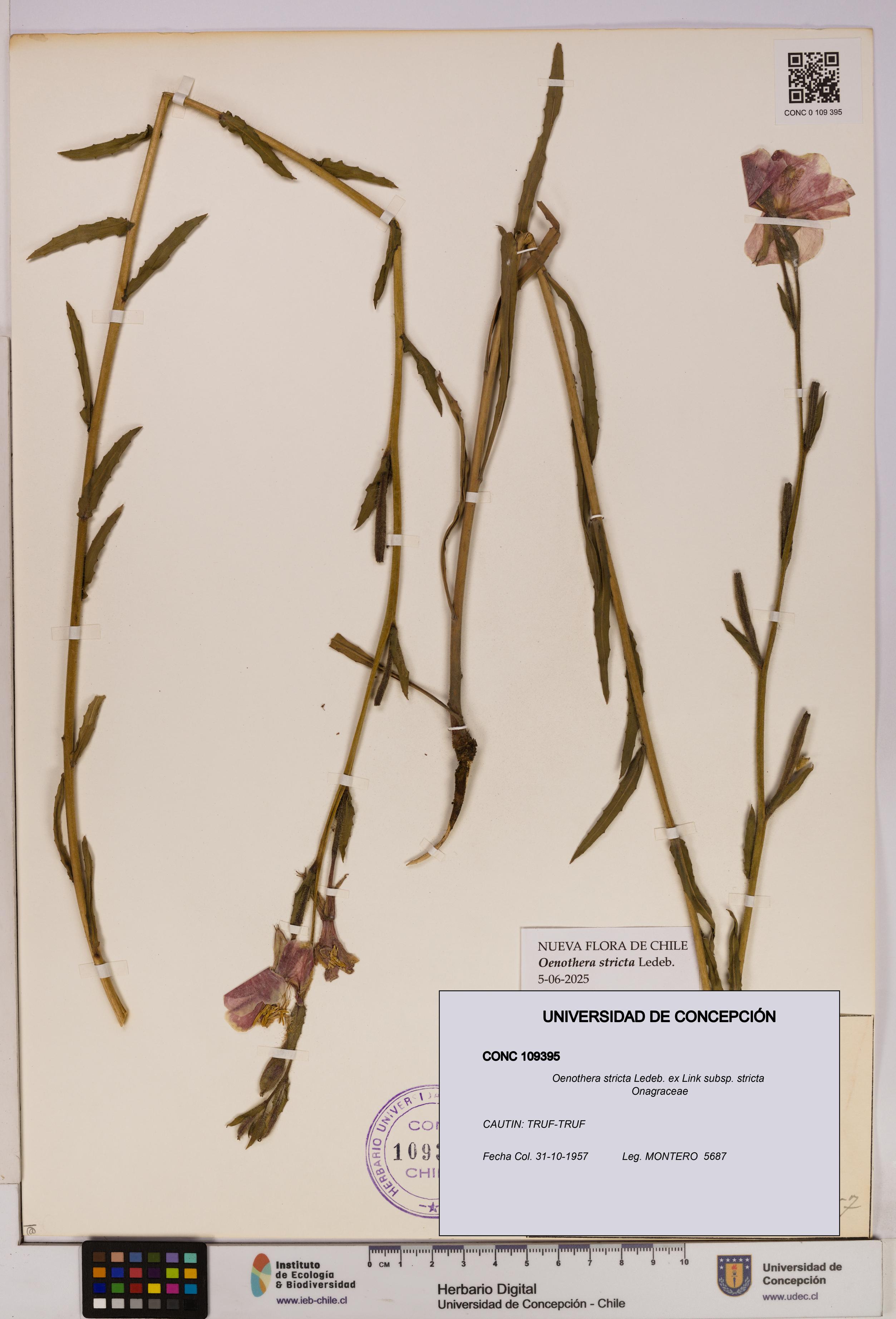 Oenothera stricta subsp. stricta [Espécimen: UDEC:CONC:0109395]