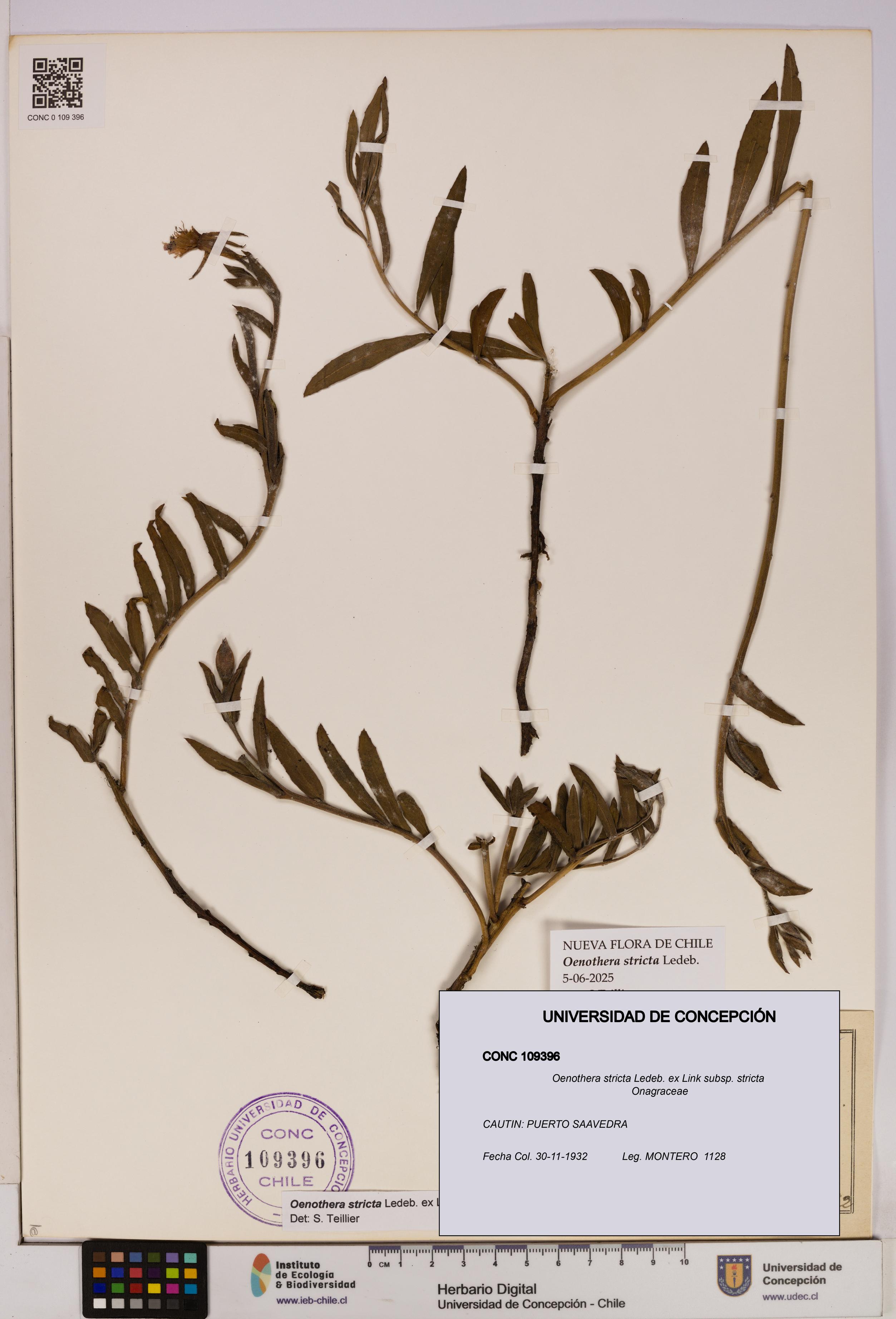 Oenothera stricta subsp. stricta [Espécimen: UDEC:CONC:0109396]