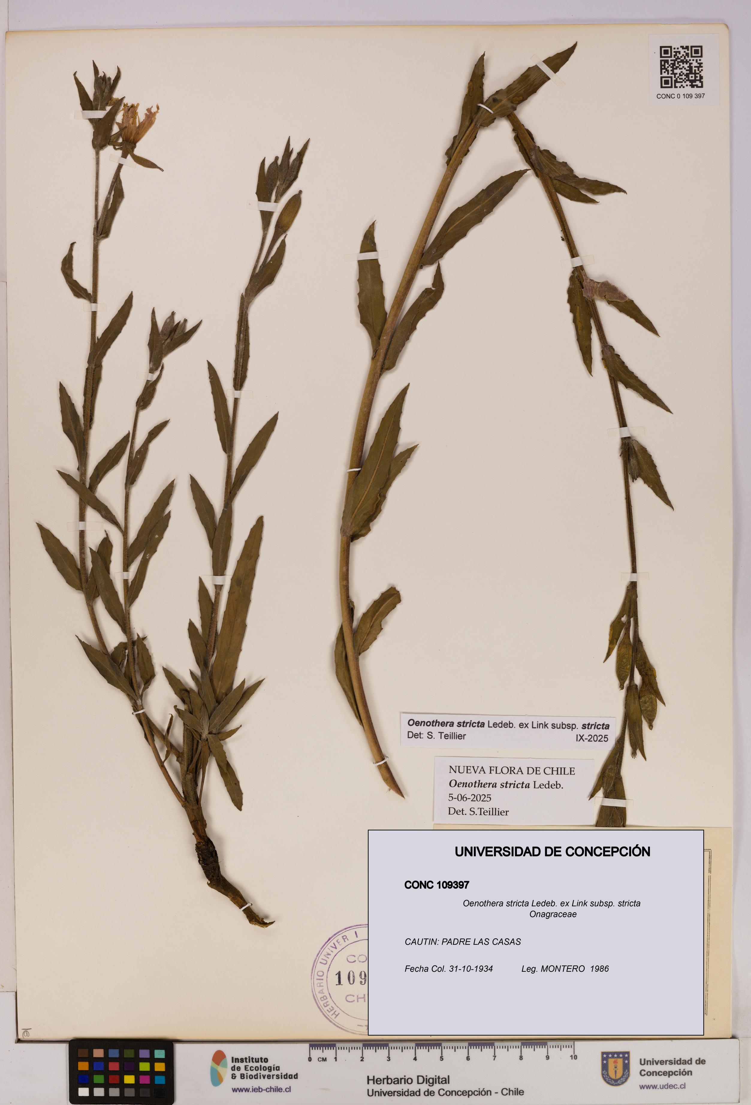 Oenothera stricta subsp. stricta [Espécimen: UDEC:CONC:0109397]
