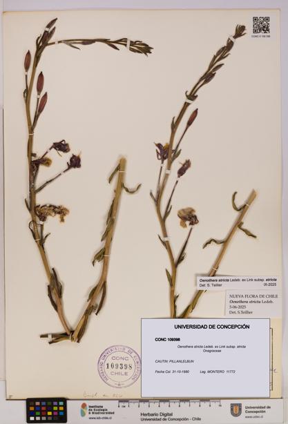 Oenothera stricta subsp. stricta [Espécimen: UDEC:CONC:0109398]