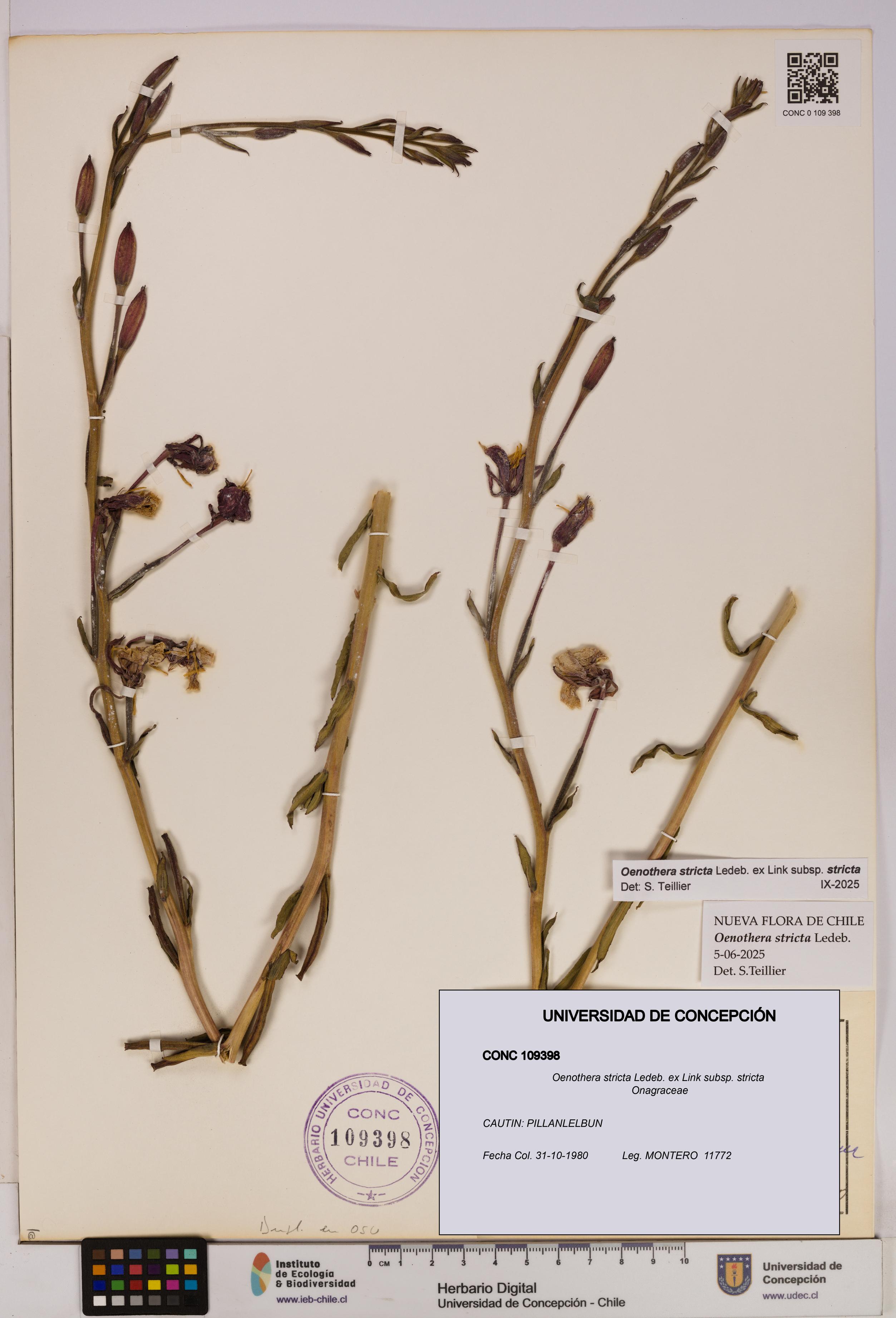 Oenothera stricta subsp. stricta [Espécimen: UDEC:CONC:0109398]