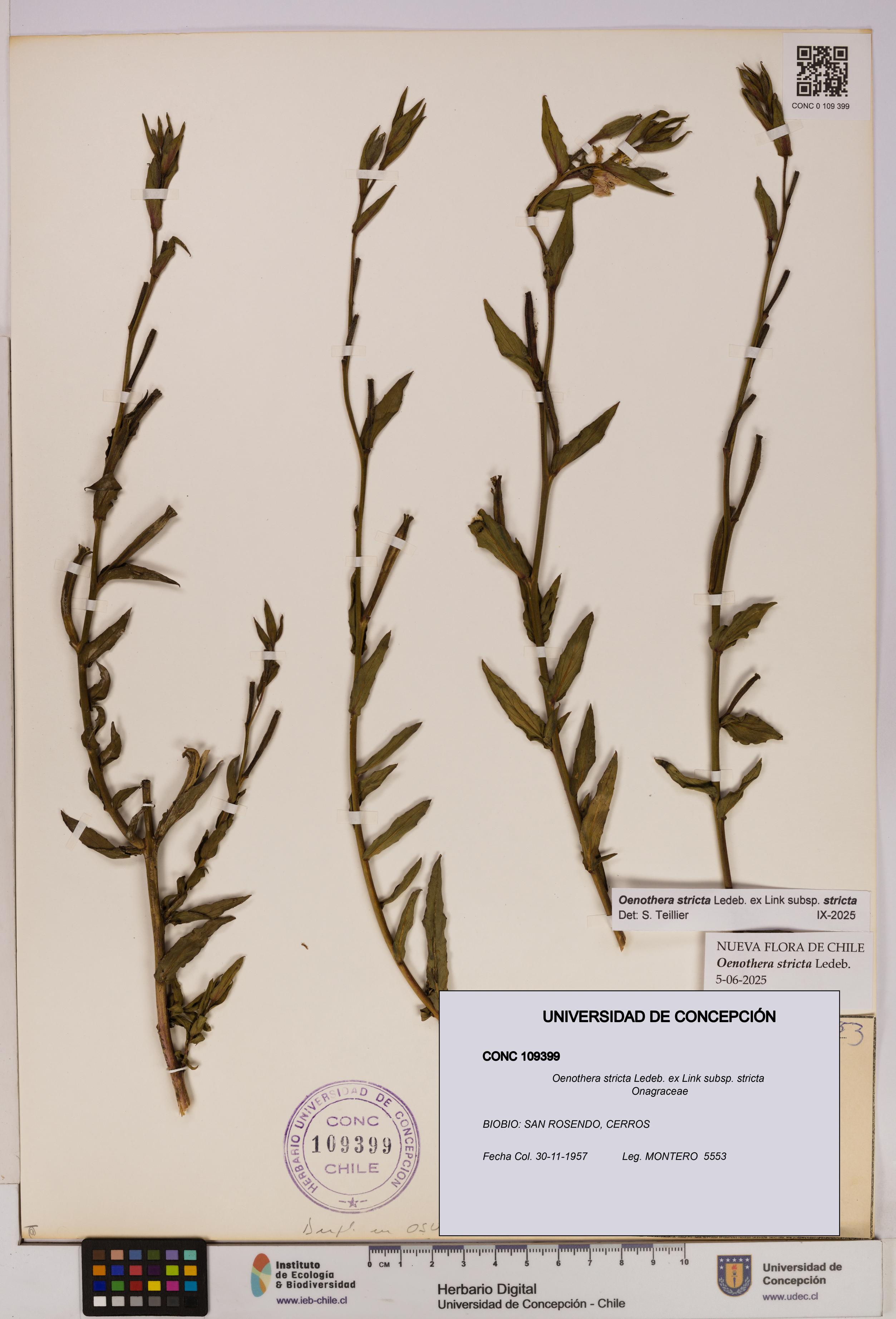 Oenothera stricta subsp. stricta [Espécimen: UDEC:CONC:0109399]