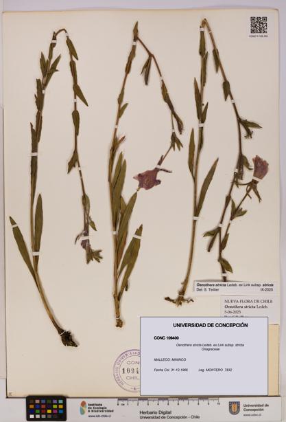 Oenothera stricta subsp. stricta [Espécimen: UDEC:CONC:0109400]