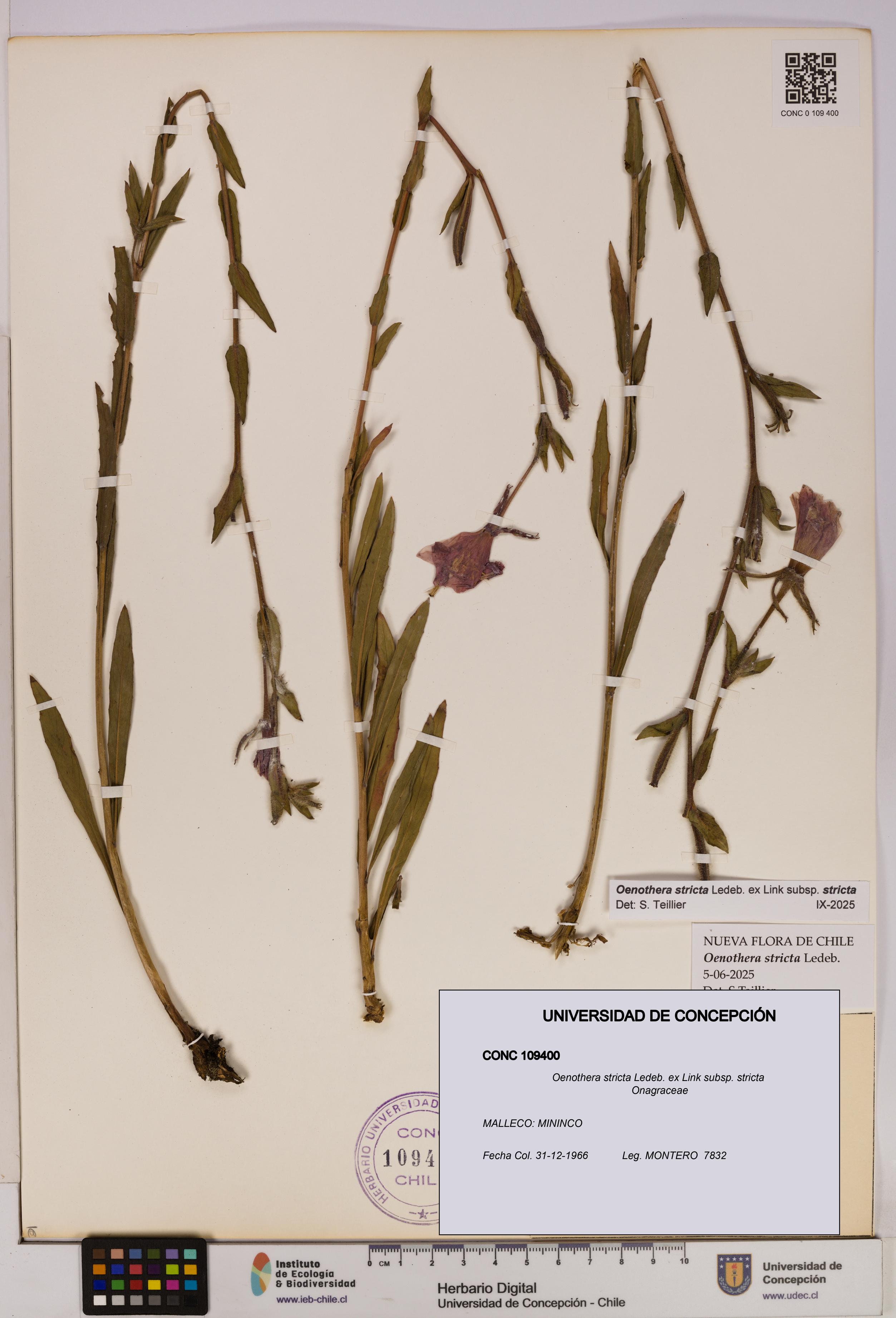 Oenothera stricta subsp. stricta [Espécimen: UDEC:CONC:0109400]