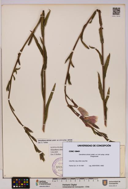 Oenothera stricta subsp. stricta [Espécimen: UDEC:CONC:0109401]
