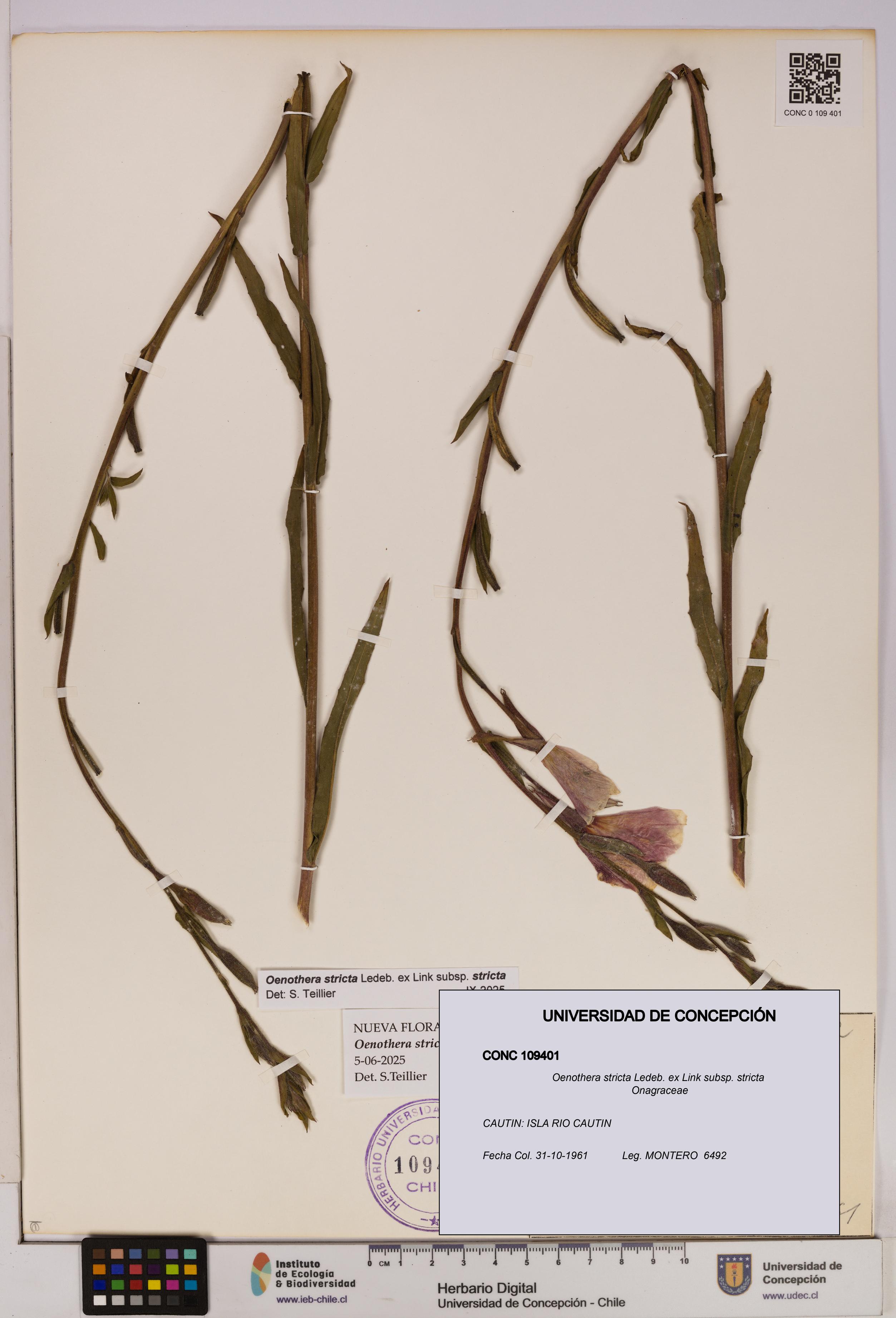 Oenothera stricta subsp. stricta [Espécimen: UDEC:CONC:0109401]