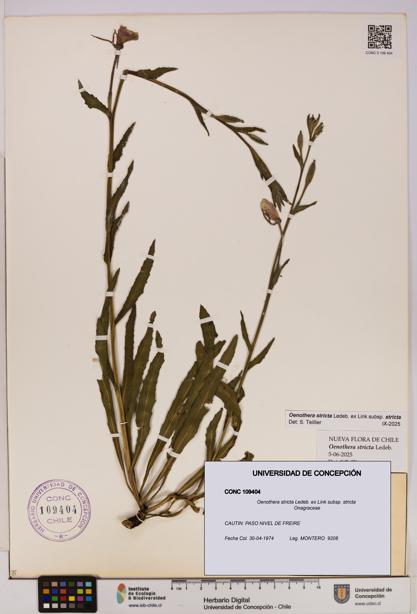 Oenothera stricta subsp. stricta [Espécimen: UDEC:CONC:0109404]