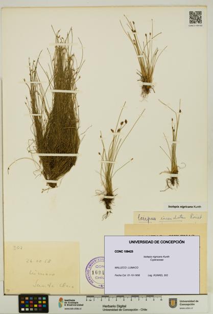 Isolepis nigricans [Espécimen: UDEC:CONC:0109423]