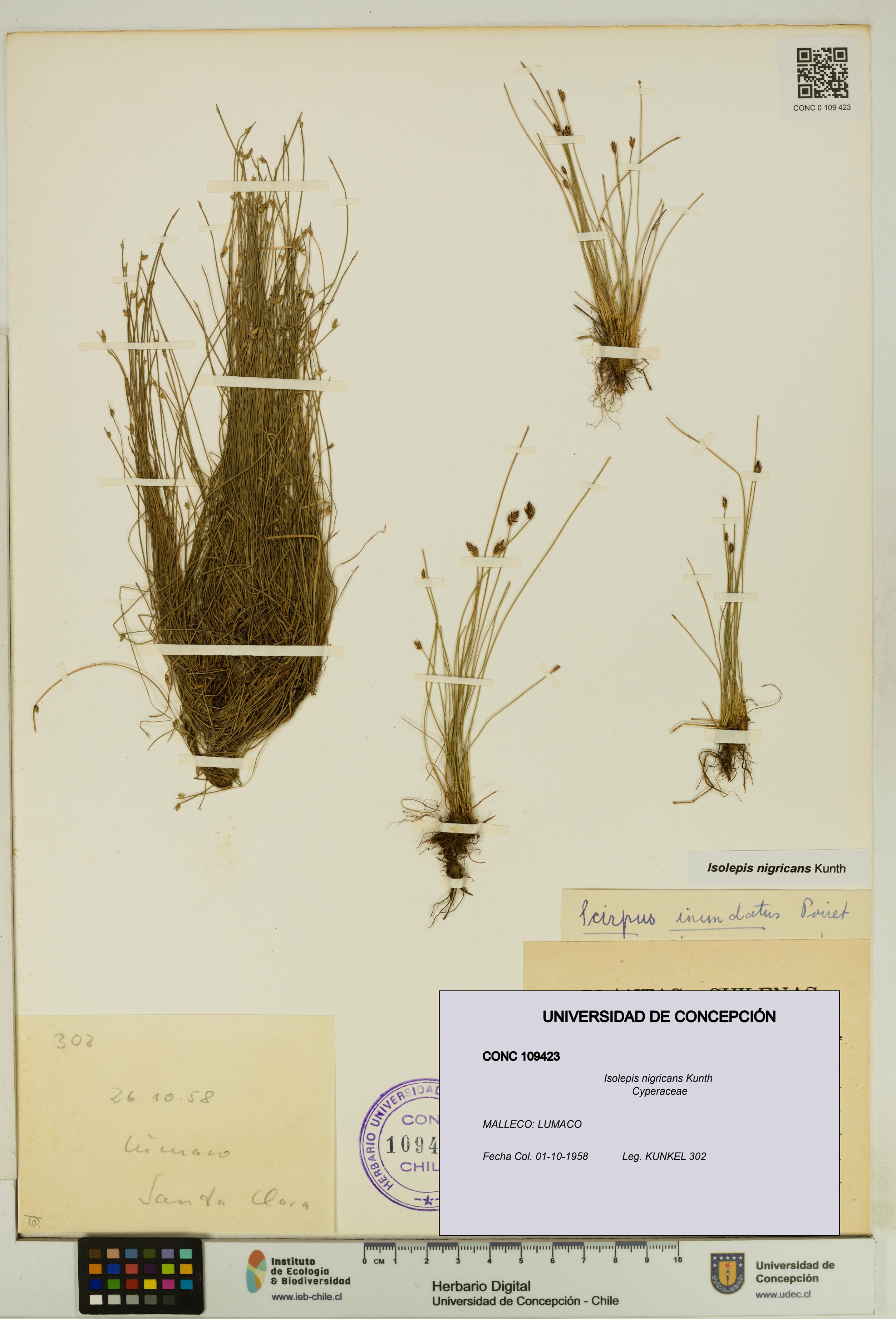 Isolepis nigricans [Espécimen: UDEC:CONC:0109423]