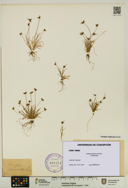 Isolepis nigricans [Espécimen: UDEC:CONC:0109424]