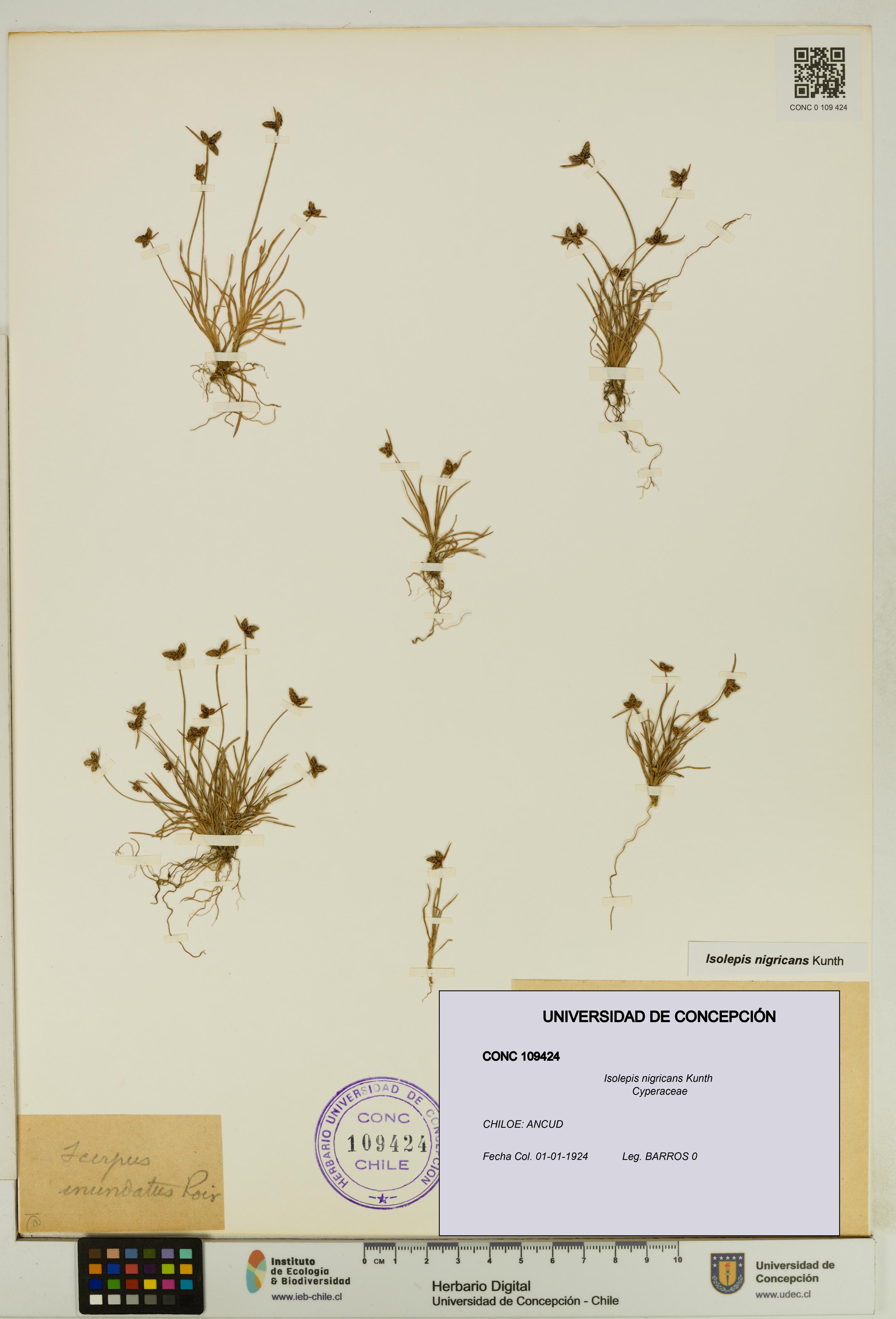 Isolepis nigricans [Espécimen: UDEC:CONC:0109424]