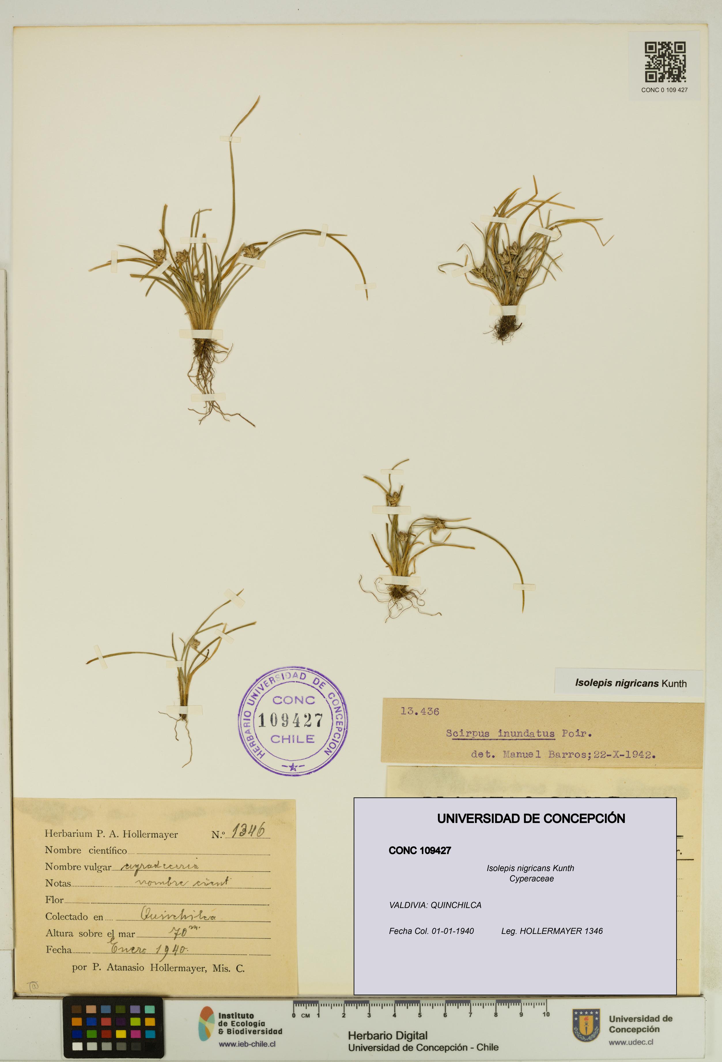 Isolepis nigricans [Espécimen: UDEC:CONC:0109427]