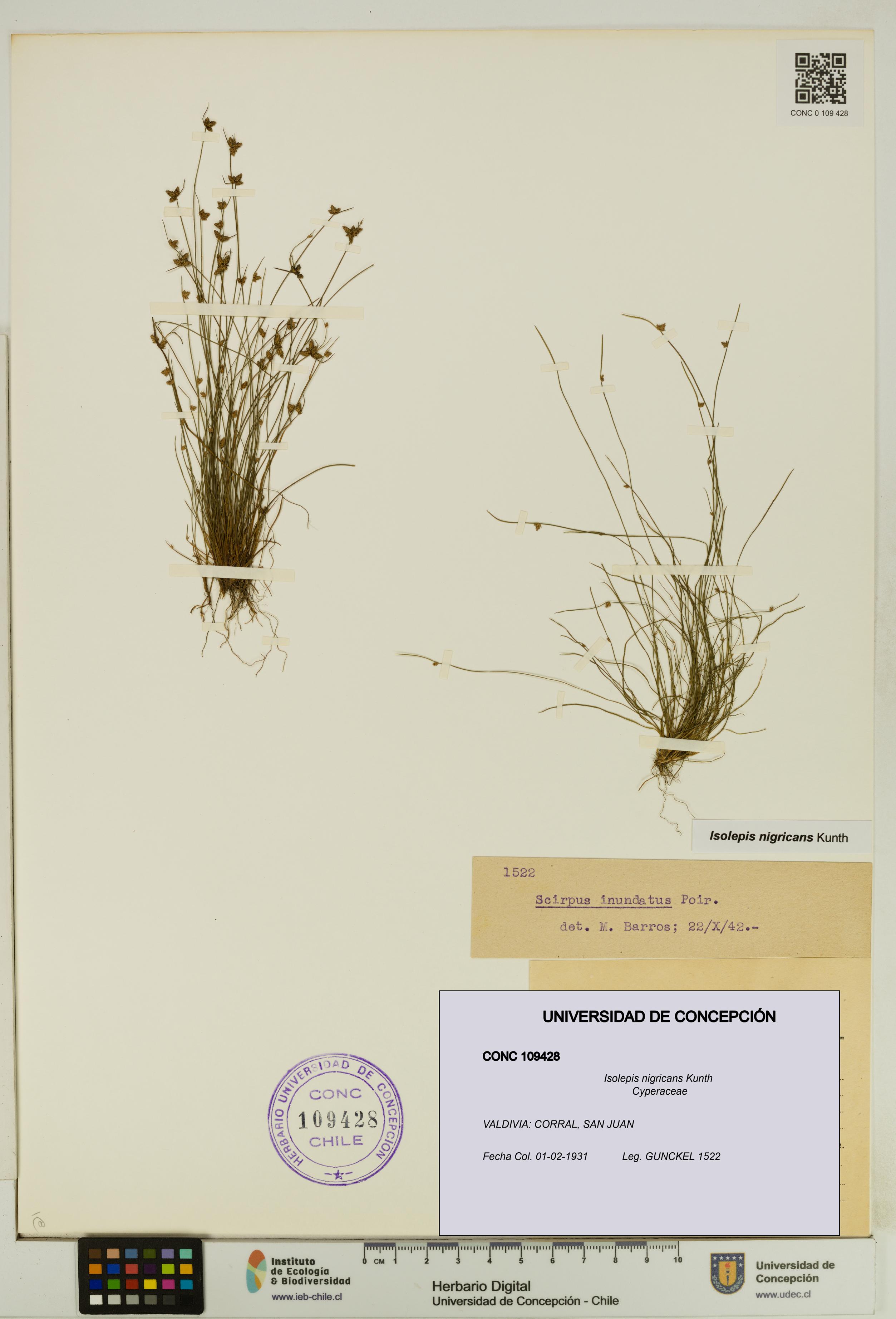 Isolepis nigricans [Espécimen: UDEC:CONC:0109428]