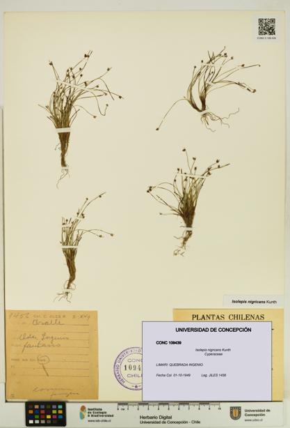 Isolepis nigricans [Espécimen: UDEC:CONC:0109439]
