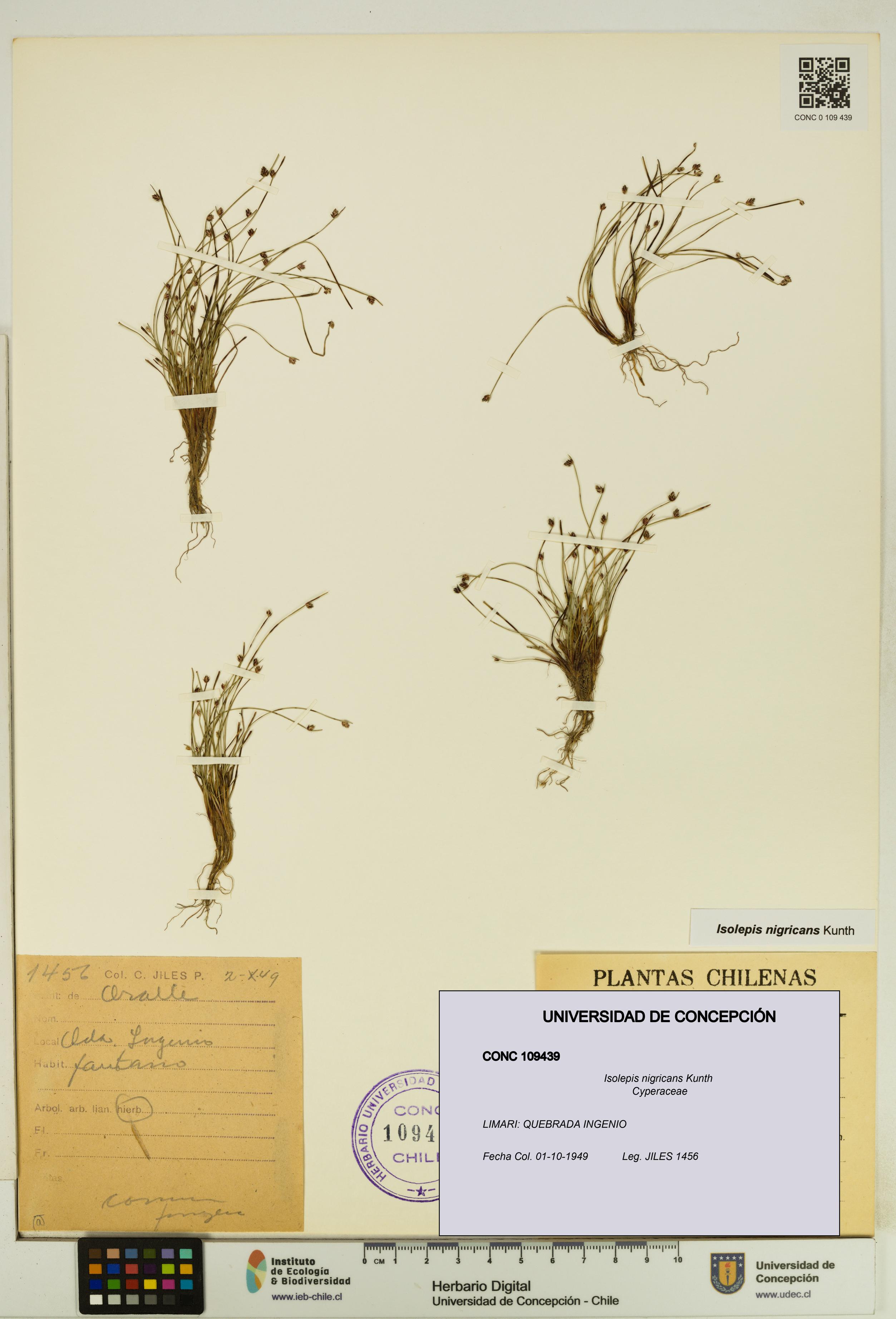 Isolepis nigricans [Espécimen: UDEC:CONC:0109439]