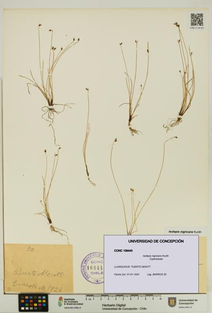 Isolepis nigricans [Espécimen: UDEC:CONC:0109443]