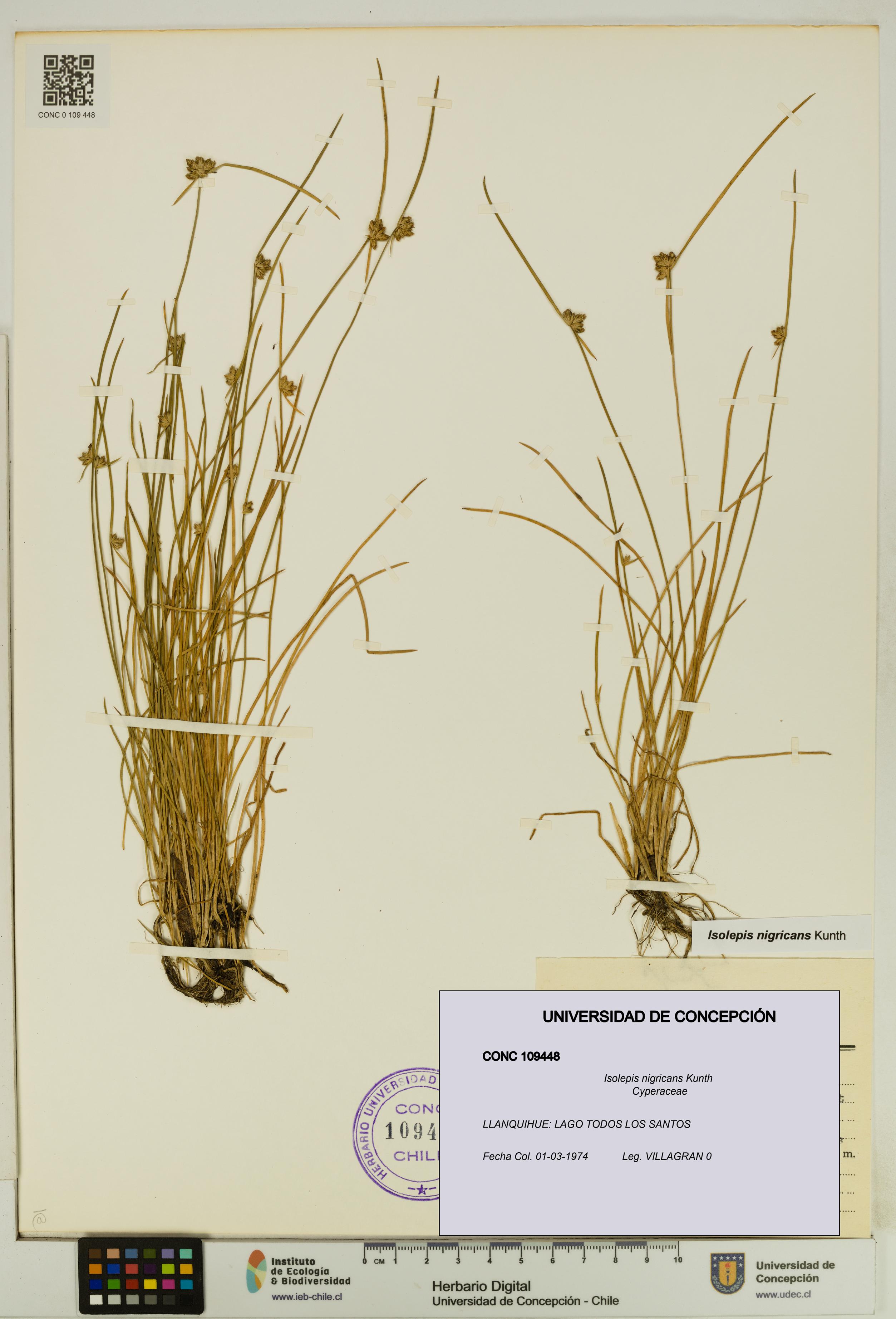 Isolepis nigricans [Espécimen: UDEC:CONC:0109448]