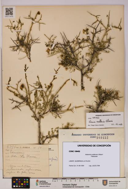 Adesmia ovallensis [Espécimen: UDEC:CONC:0109452]