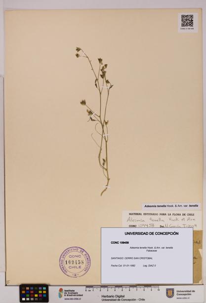 Adesmia tenella var. tenella [Espécimen: UDEC:CONC:0109458]