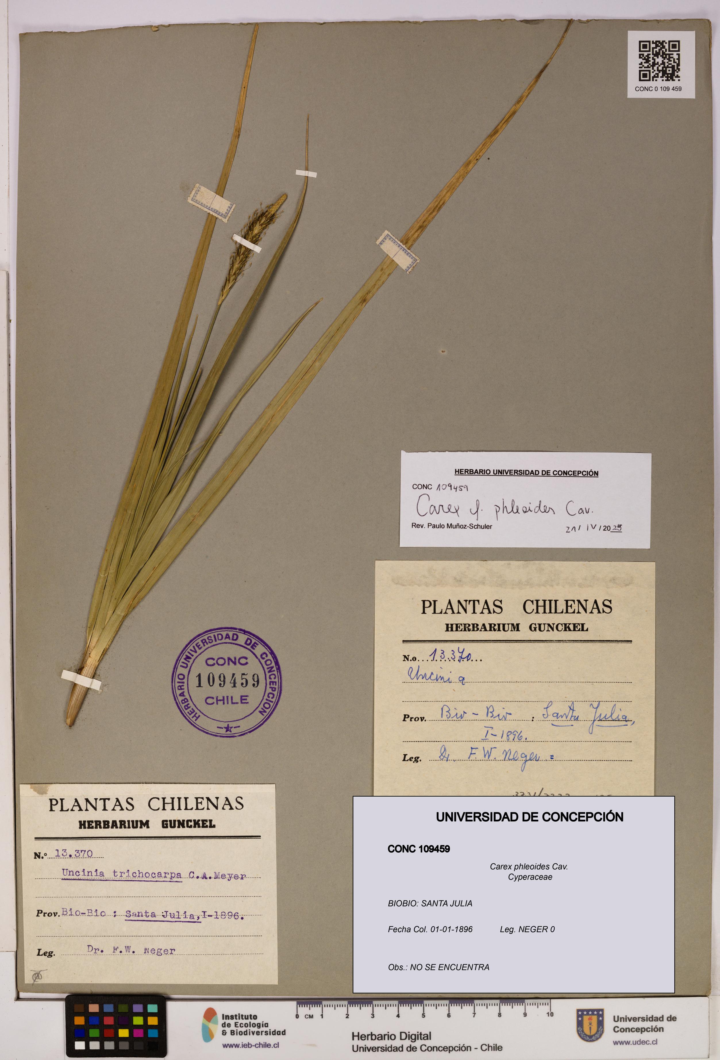 Carex phleoides [Espécimen: UDEC:CONC:0109459]