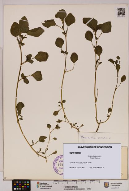 Amaranthus viridis [Espécimen: UDEC:CONC:0109462]