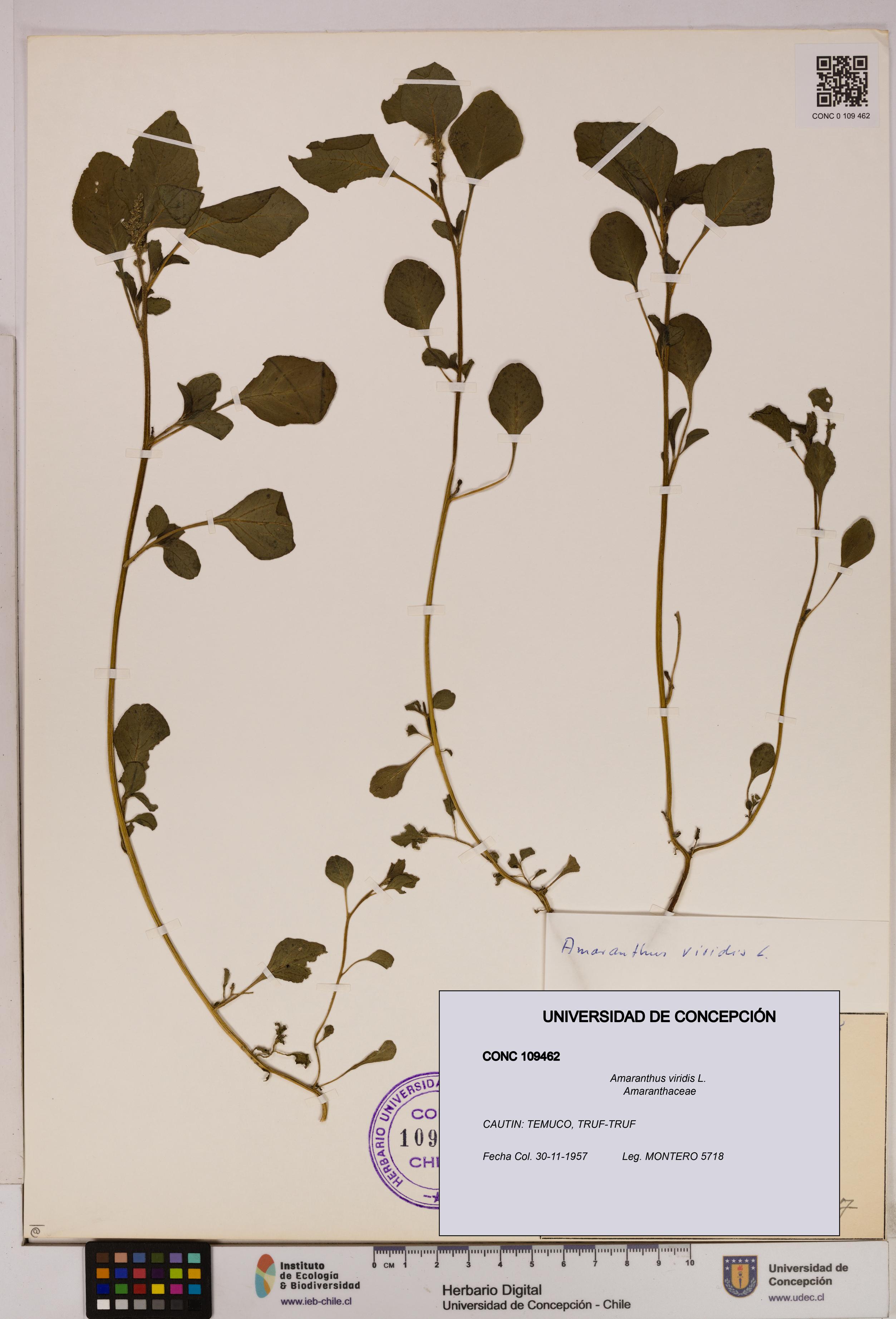 Amaranthus viridis [Espécimen: UDEC:CONC:0109462]