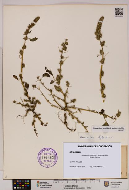 Amaranthus hybridus subsp. hybridus [Espécimen: UDEC:CONC:0109463]