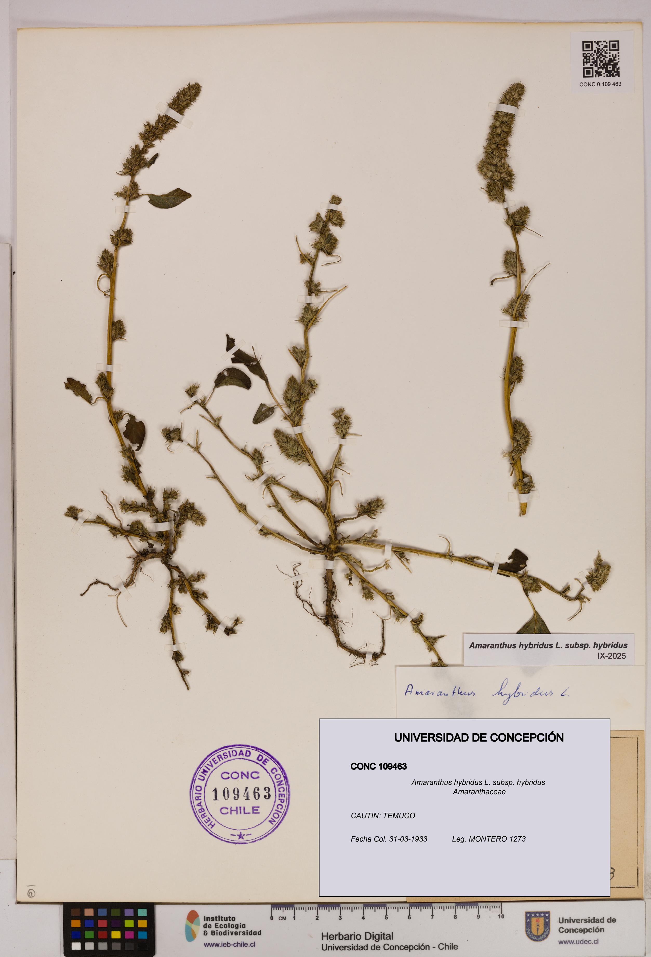 Amaranthus hybridus subsp. hybridus [Espécimen: UDEC:CONC:0109463]