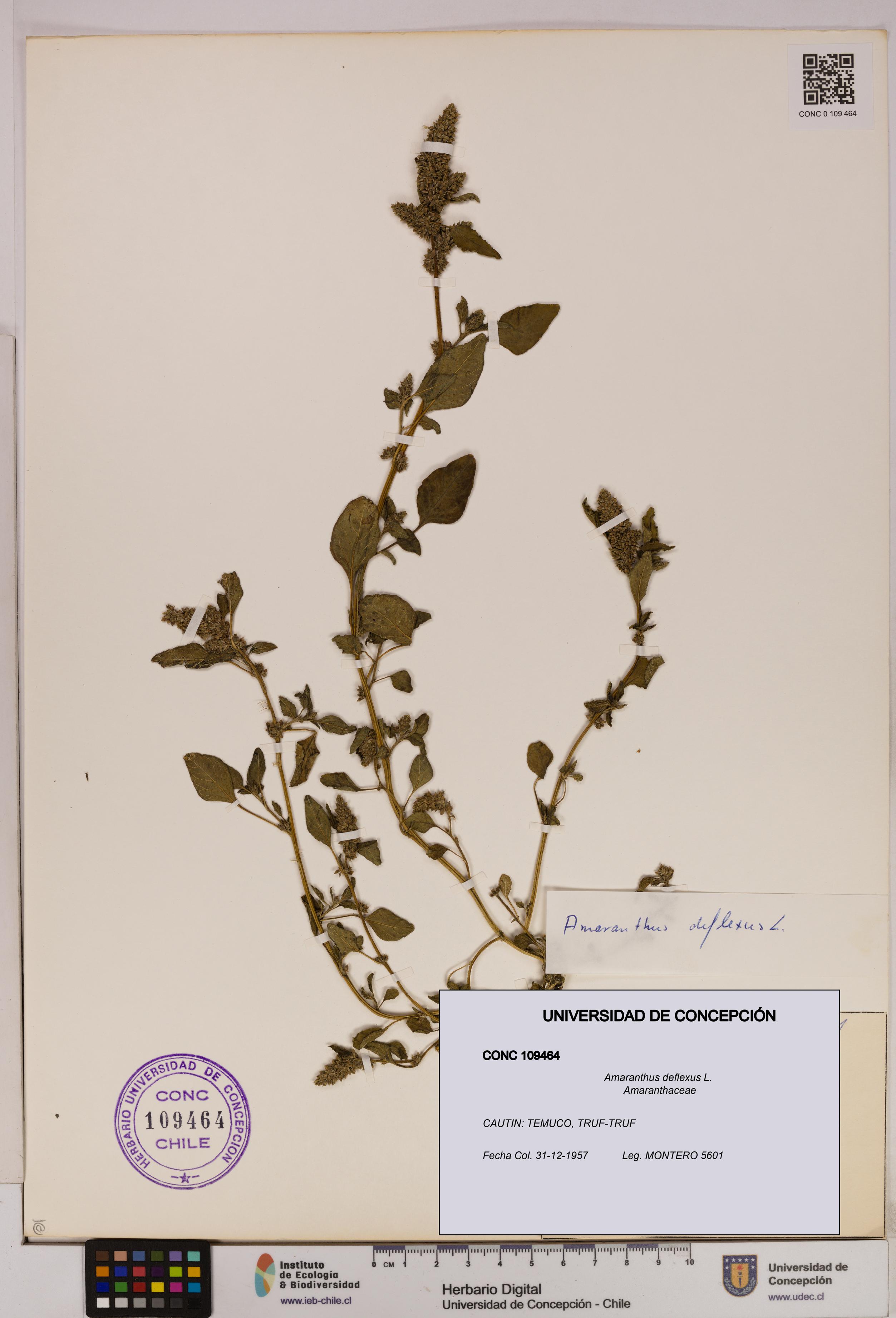 Amaranthus deflexus [Espécimen: UDEC:CONC:0109464]