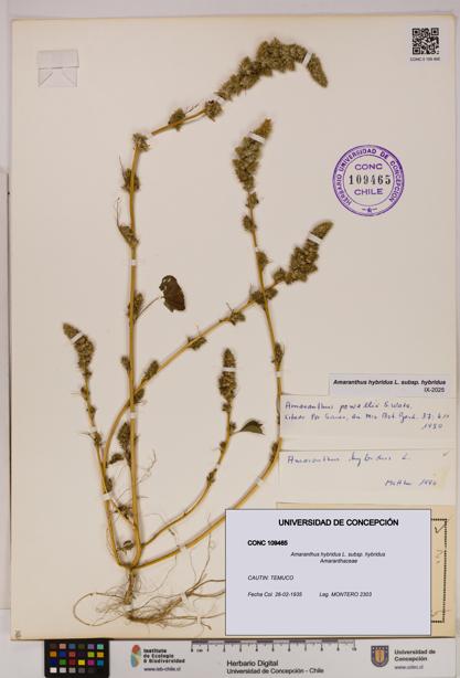 Amaranthus hybridus subsp. hybridus [Espécimen: UDEC:CONC:0109465]