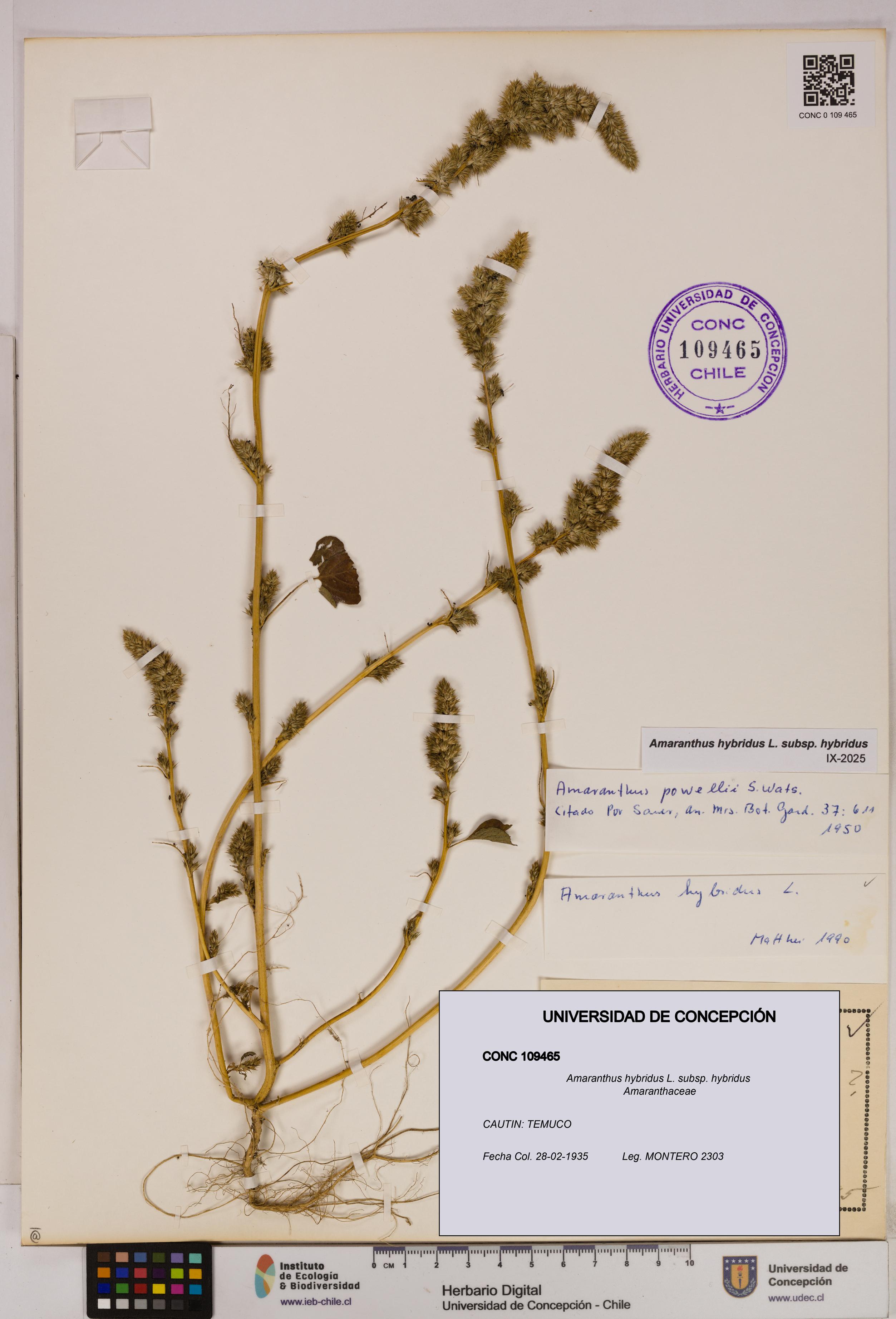 Amaranthus hybridus subsp. hybridus [Espécimen: UDEC:CONC:0109465]