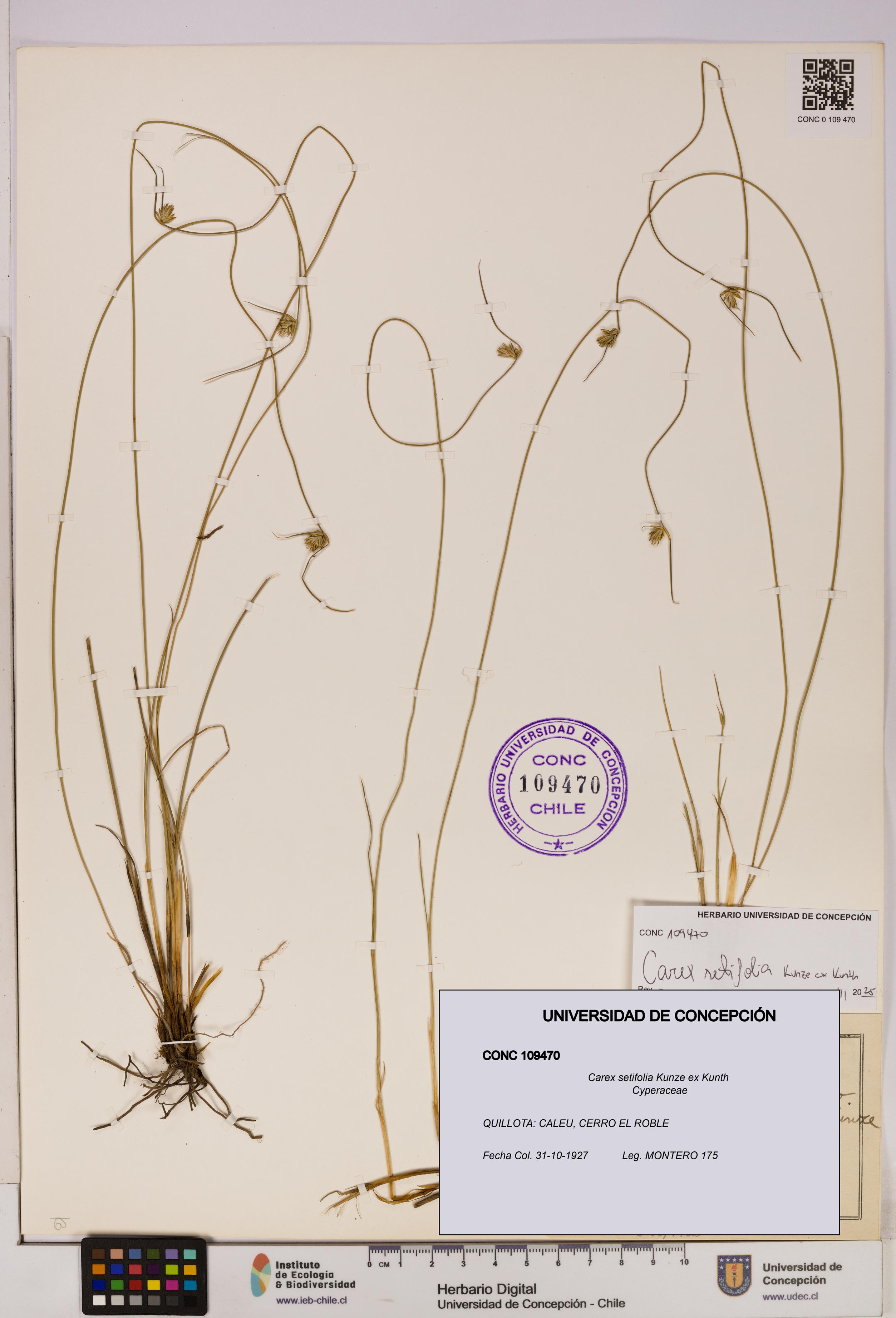 Carex setifolia [Espécimen: UDEC:CONC:0109470]