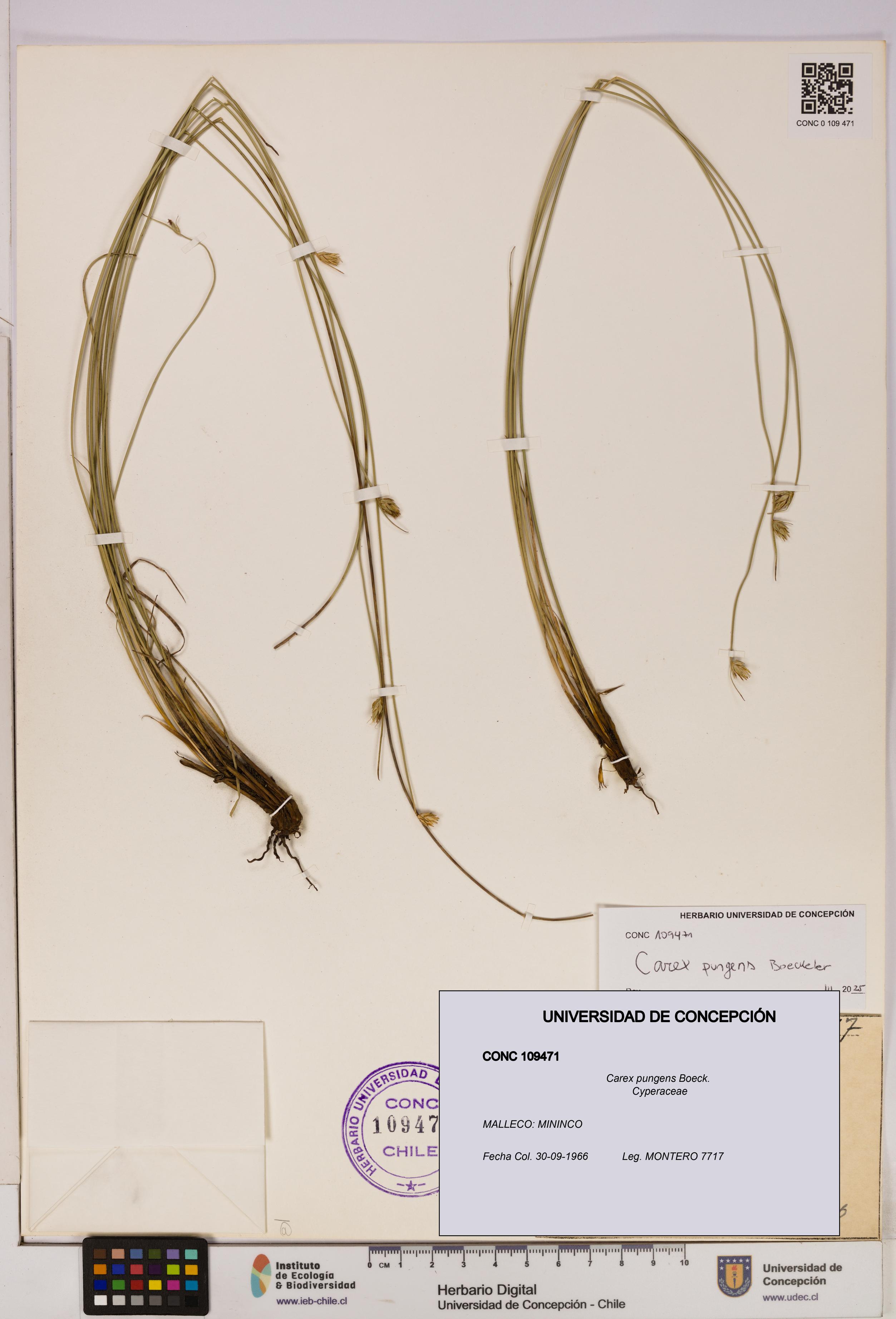 Carex pungens [Espécimen: UDEC:CONC:0109471]