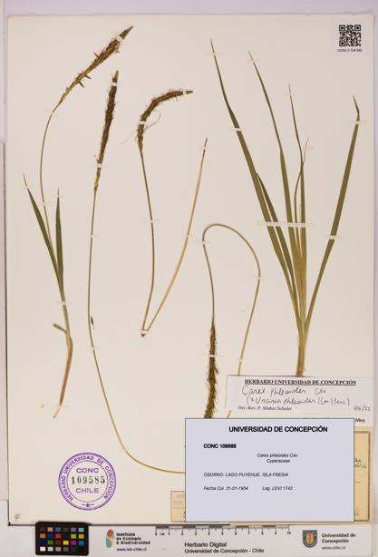 Carex phleoides [Espécimen: UDEC:CONC:0109585]