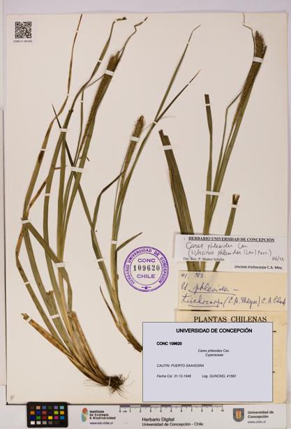 Carex phleoides [Espécimen: UDEC:CONC:0109620]