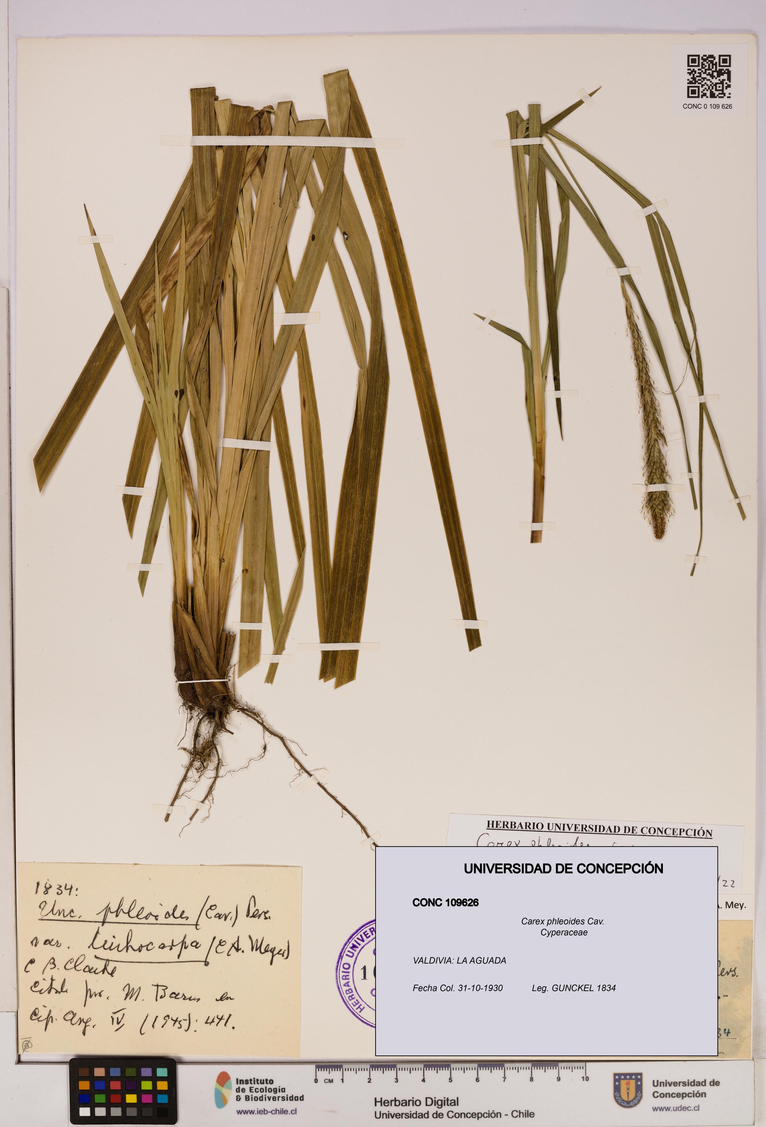 Carex phleoides [Espécimen: UDEC:CONC:0109626]
