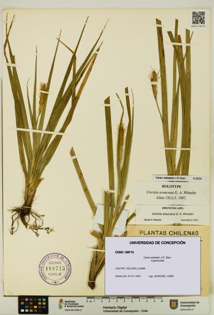 Carex wheeleri [Espécimen: UDEC:CONC:0109713]