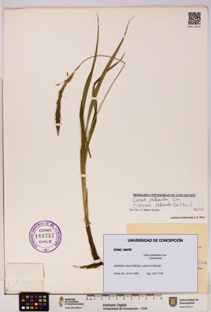 Carex phleoides [Espécimen: UDEC:CONC:0109757]