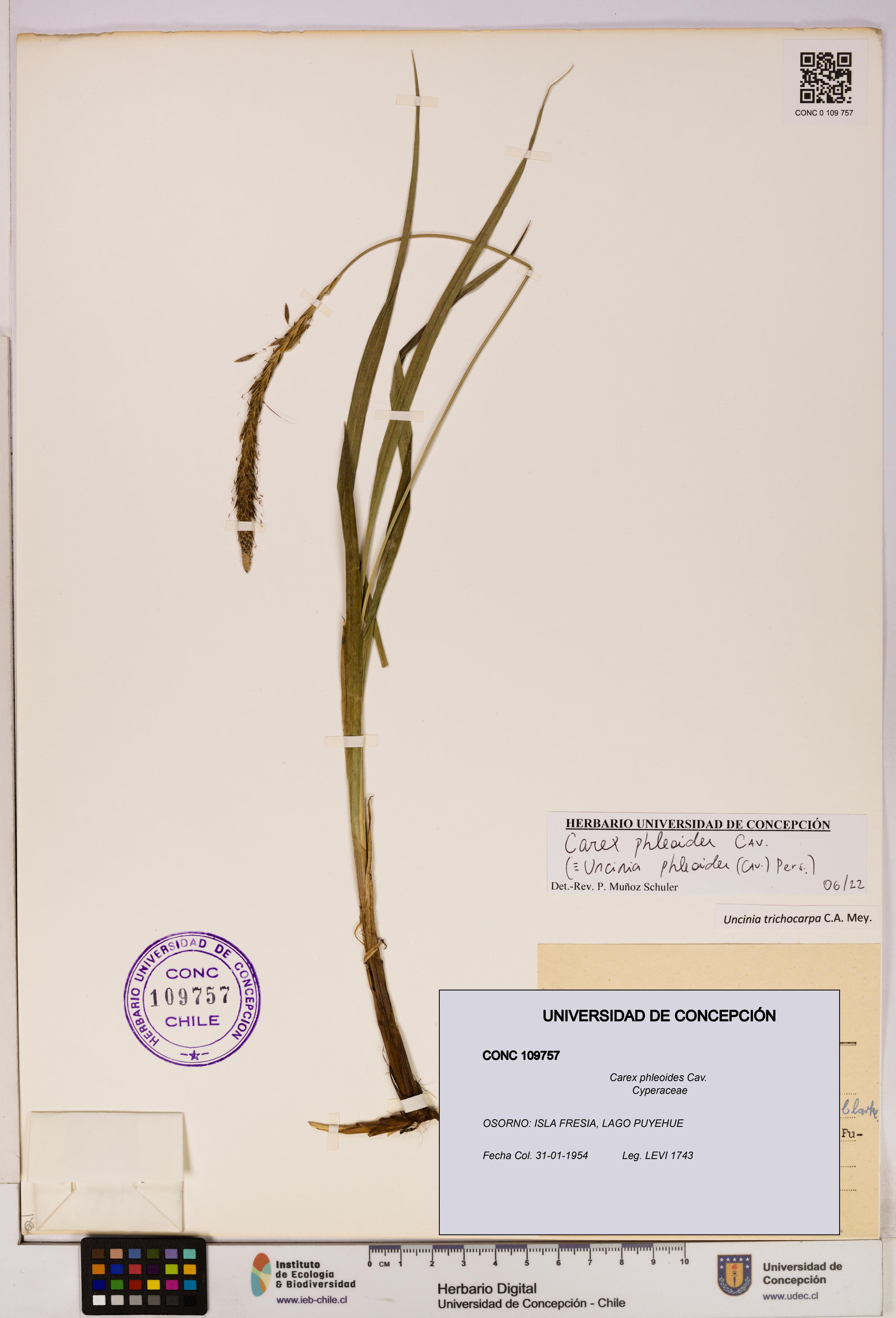 Carex phleoides [Espécimen: UDEC:CONC:0109757]