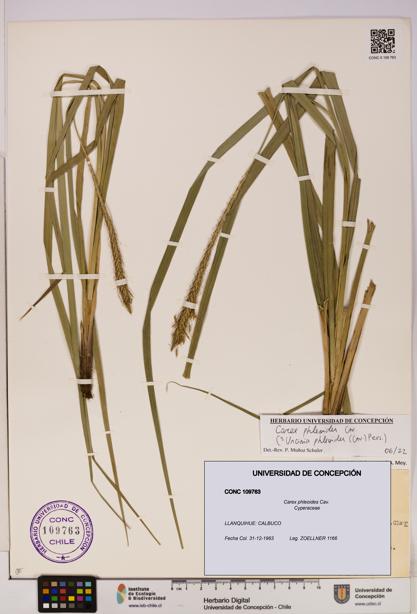 Carex phleoides [Espécimen: UDEC:CONC:0109763]