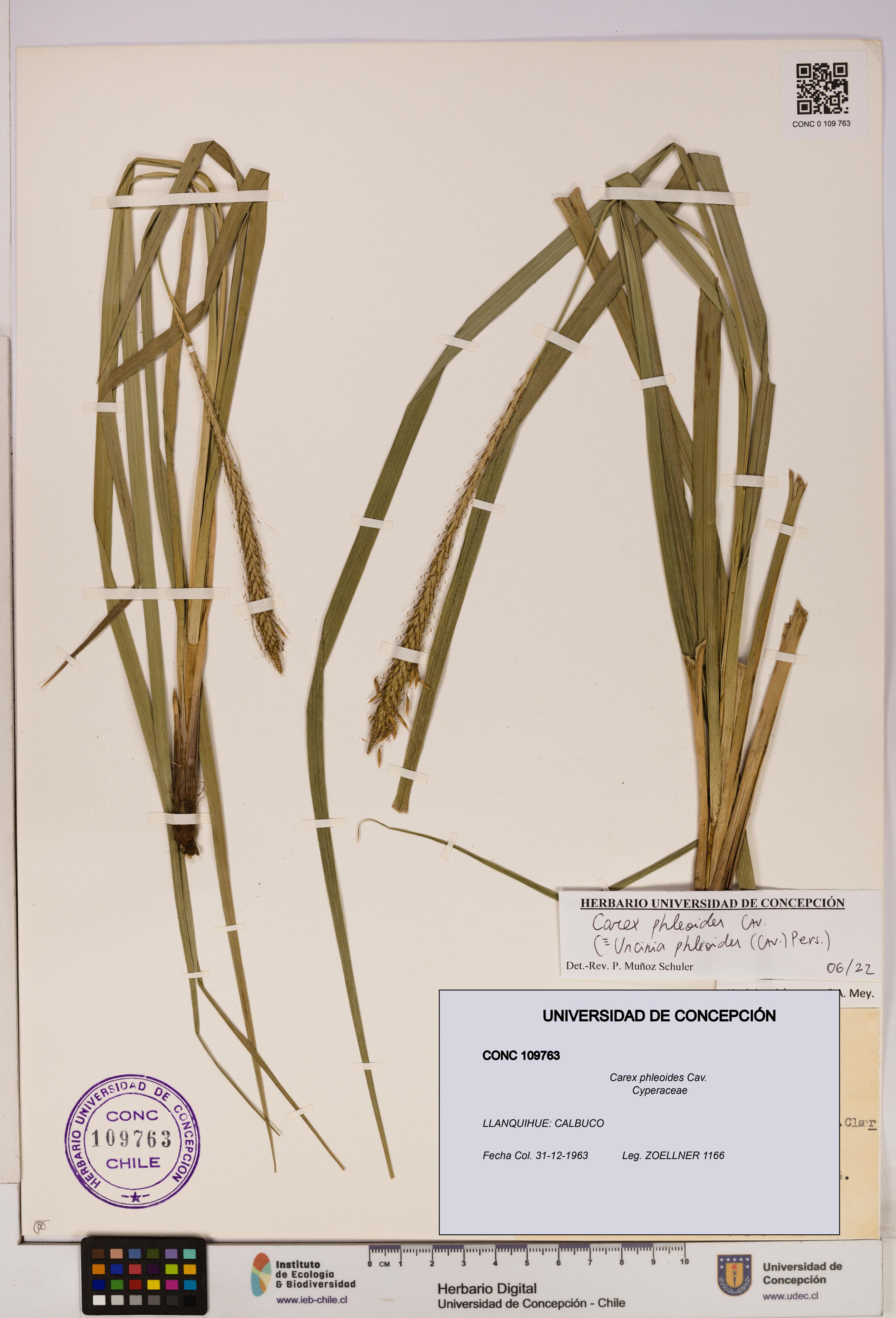 Carex phleoides [Espécimen: UDEC:CONC:0109763]