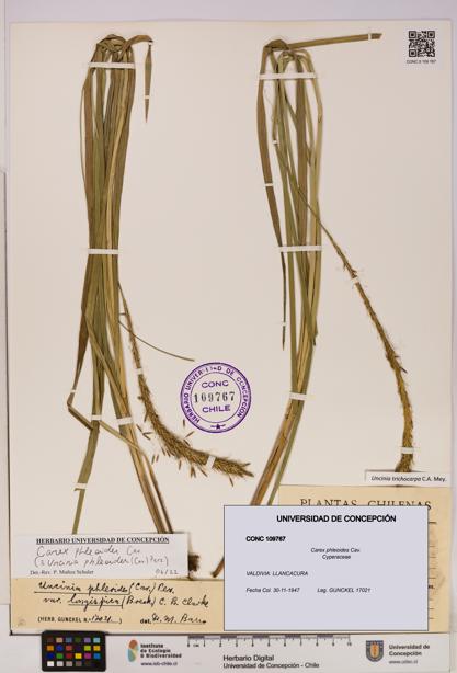 Carex phleoides [Espécimen: UDEC:CONC:0109767]
