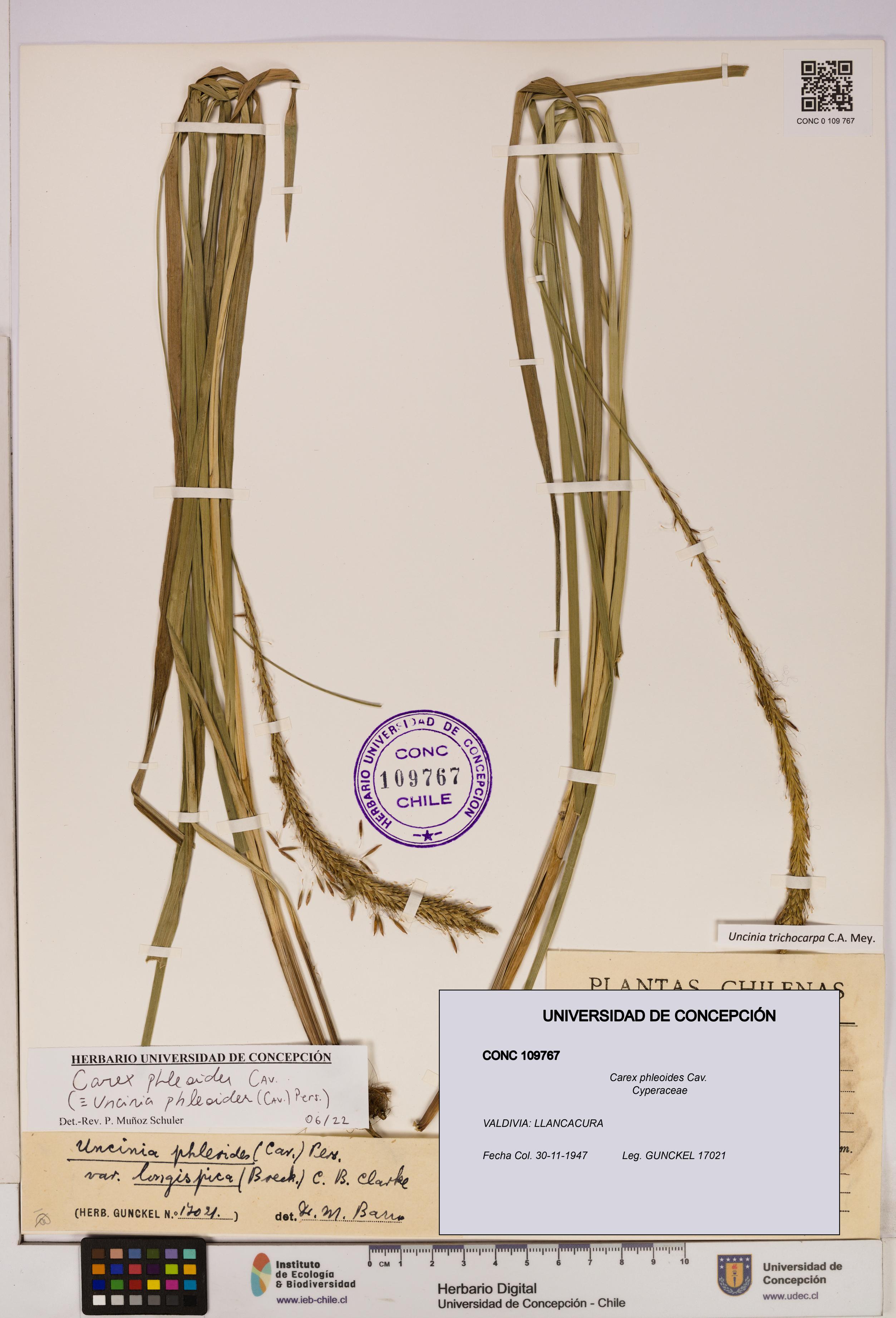 Carex phleoides [Espécimen: UDEC:CONC:0109767]