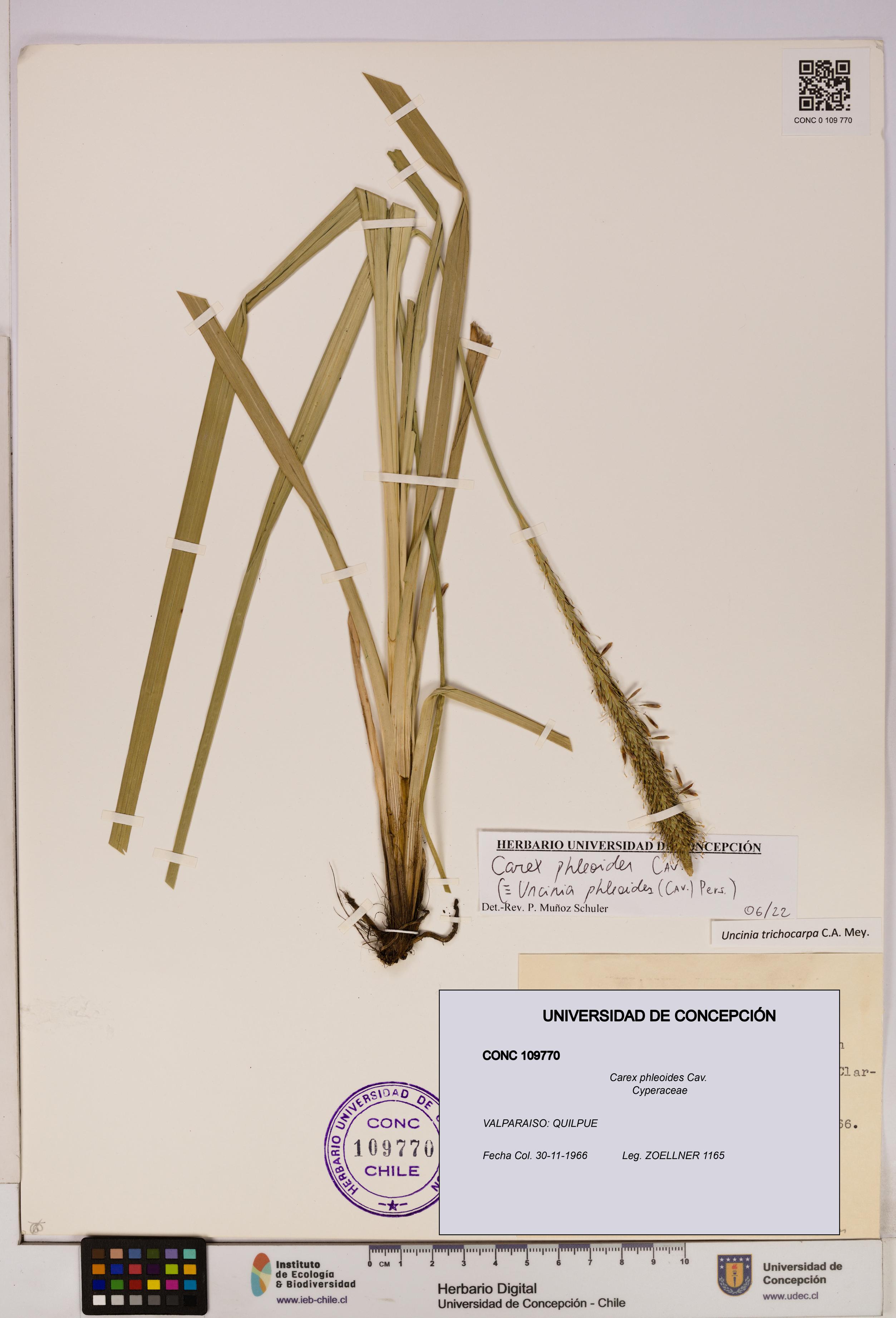 Carex phleoides [Espécimen: UDEC:CONC:0109770]