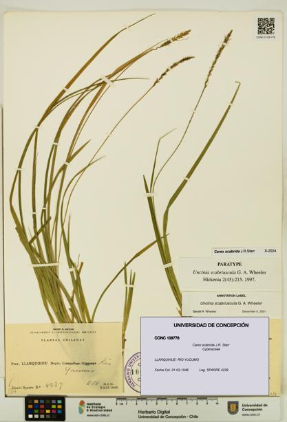 Carex scabrida [Espécimen: UDEC:CONC:0109778]