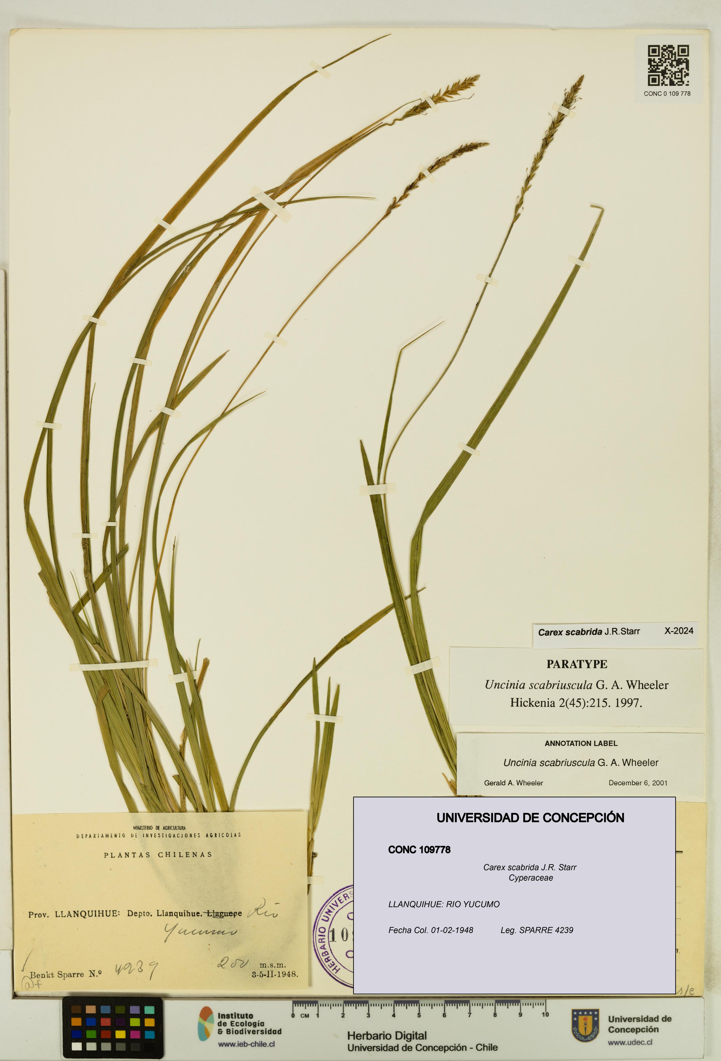 Carex scabrida [Espécimen: UDEC:CONC:0109778]